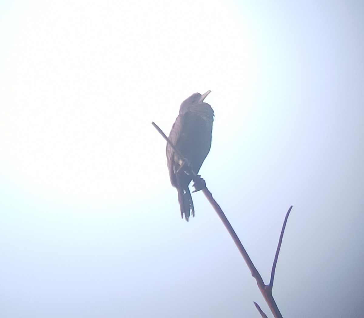 Little Cormorant - ML647544650