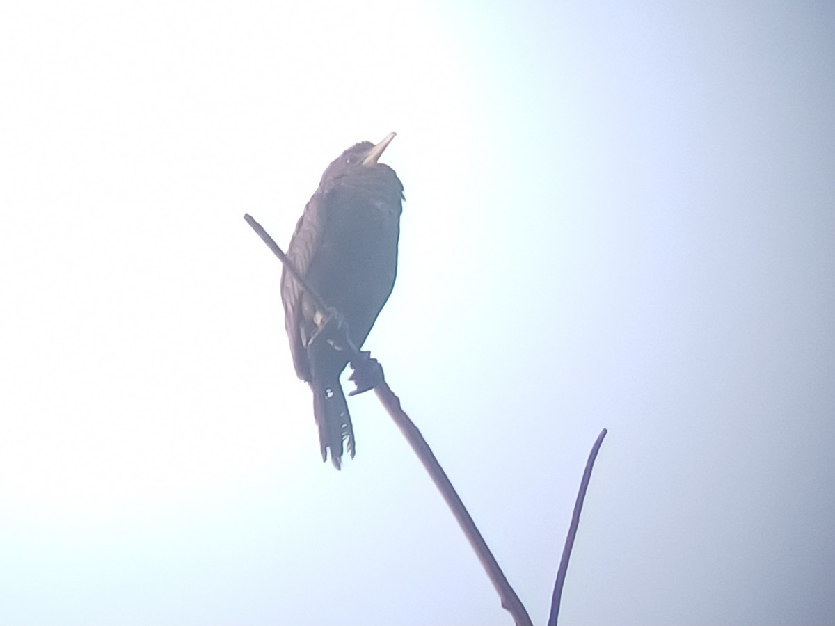 Little Cormorant - ML647544651