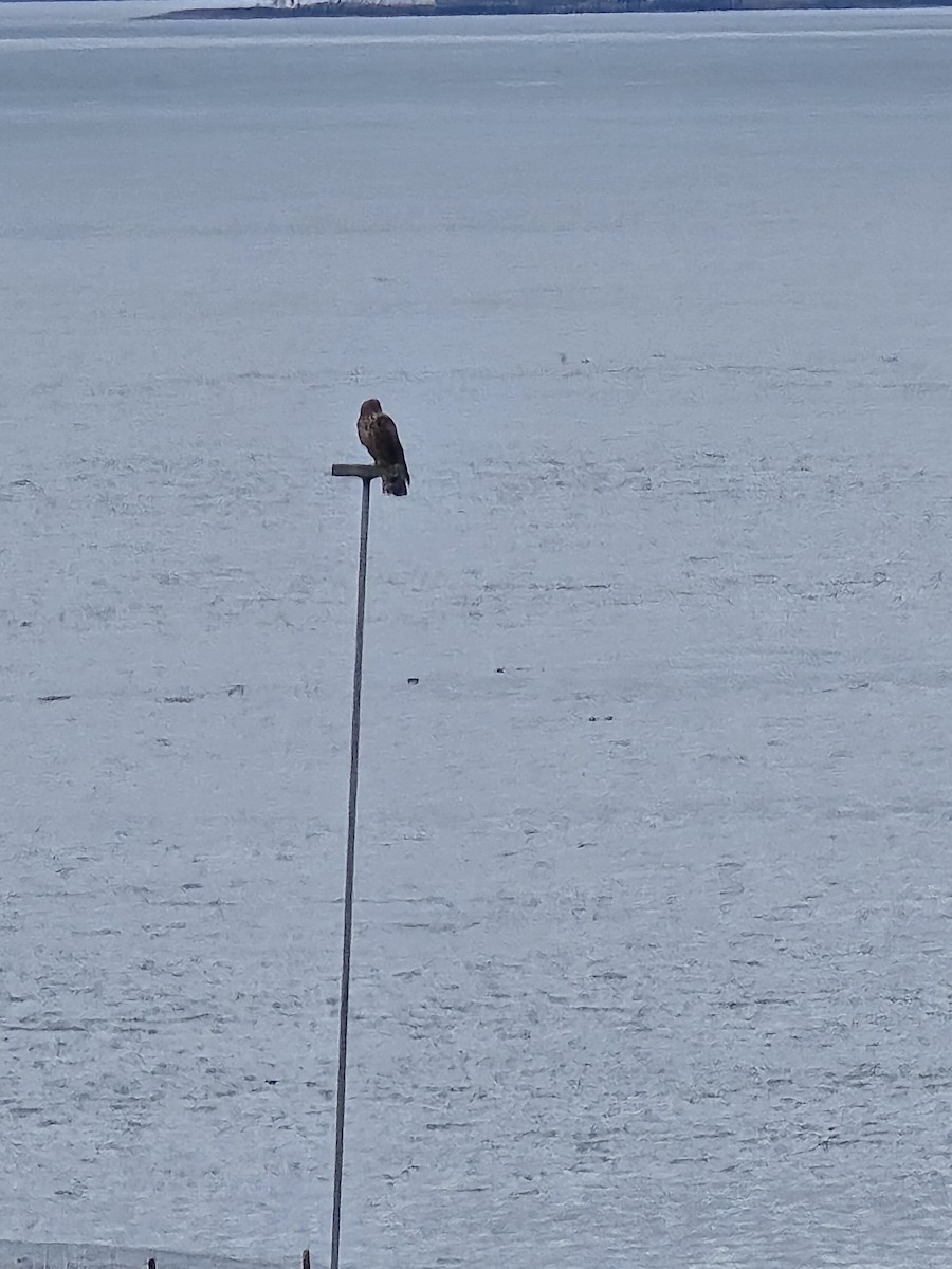 Northern Harrier - ML647544653
