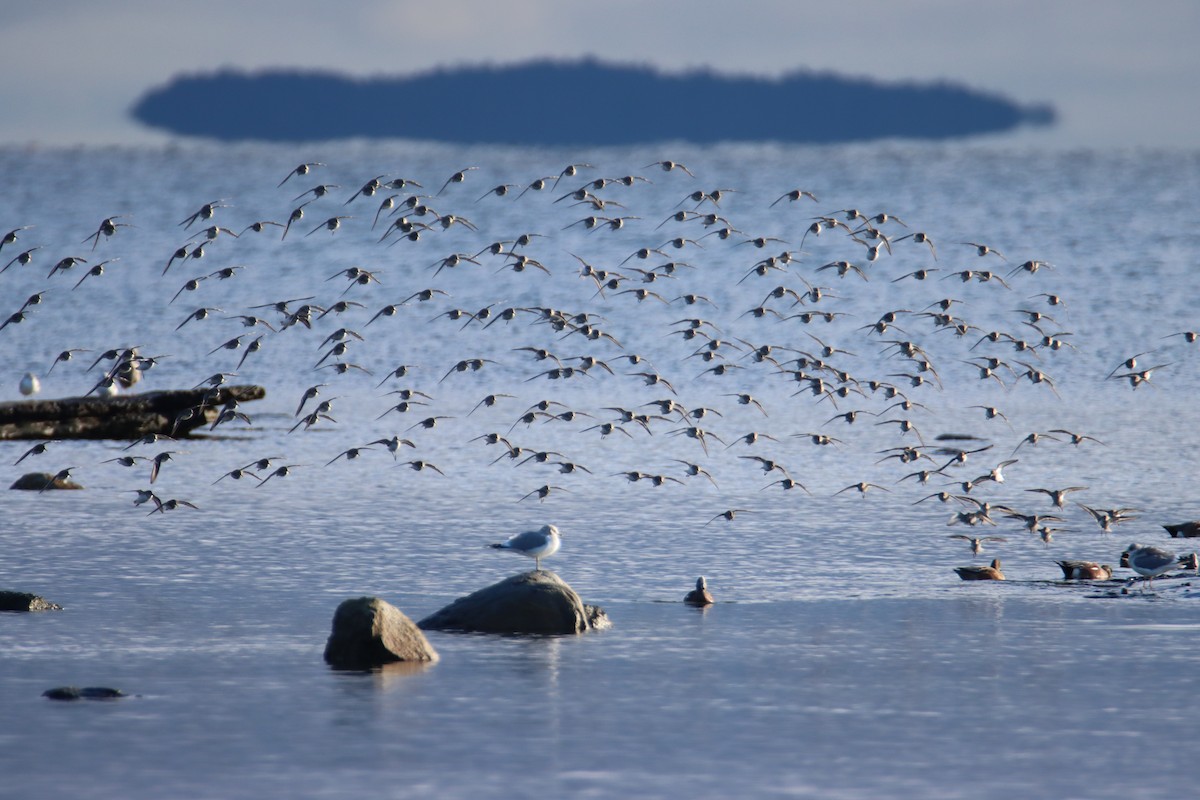 Dunlin - ML647544654