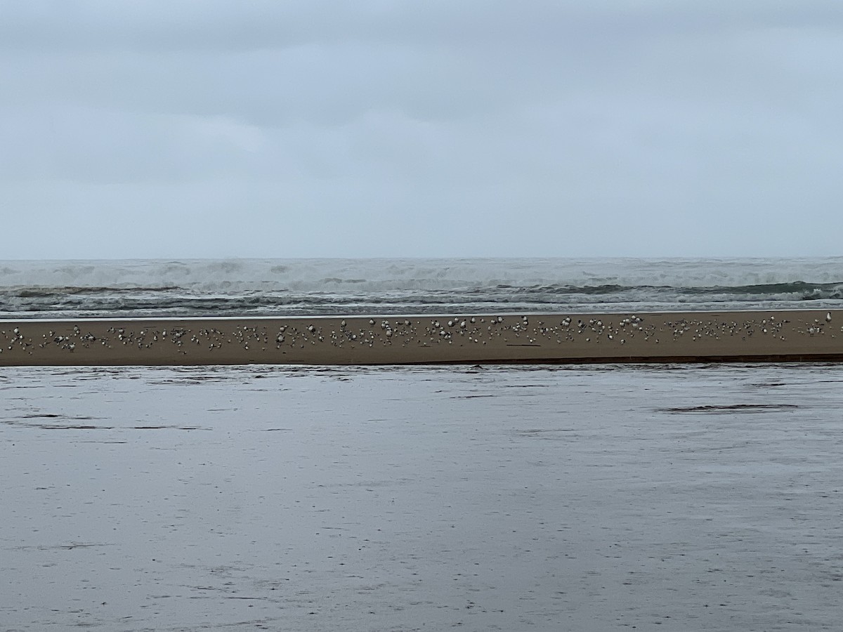 Little Tern - ML647544655