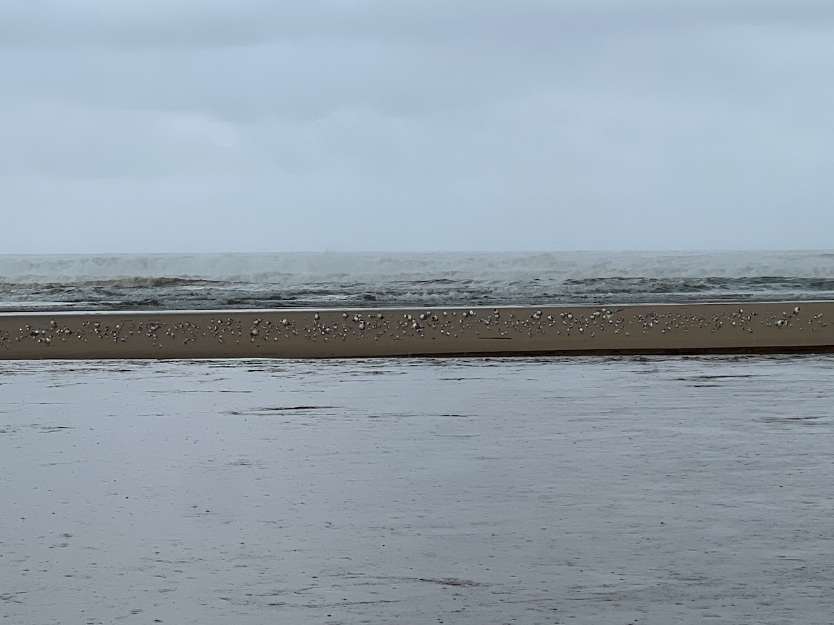 Little Tern - ML647544656