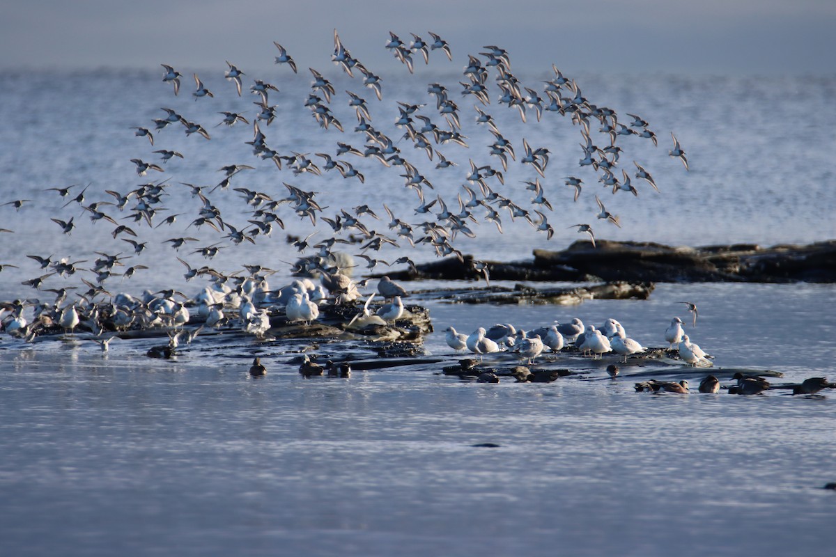 Dunlin - ML647544657