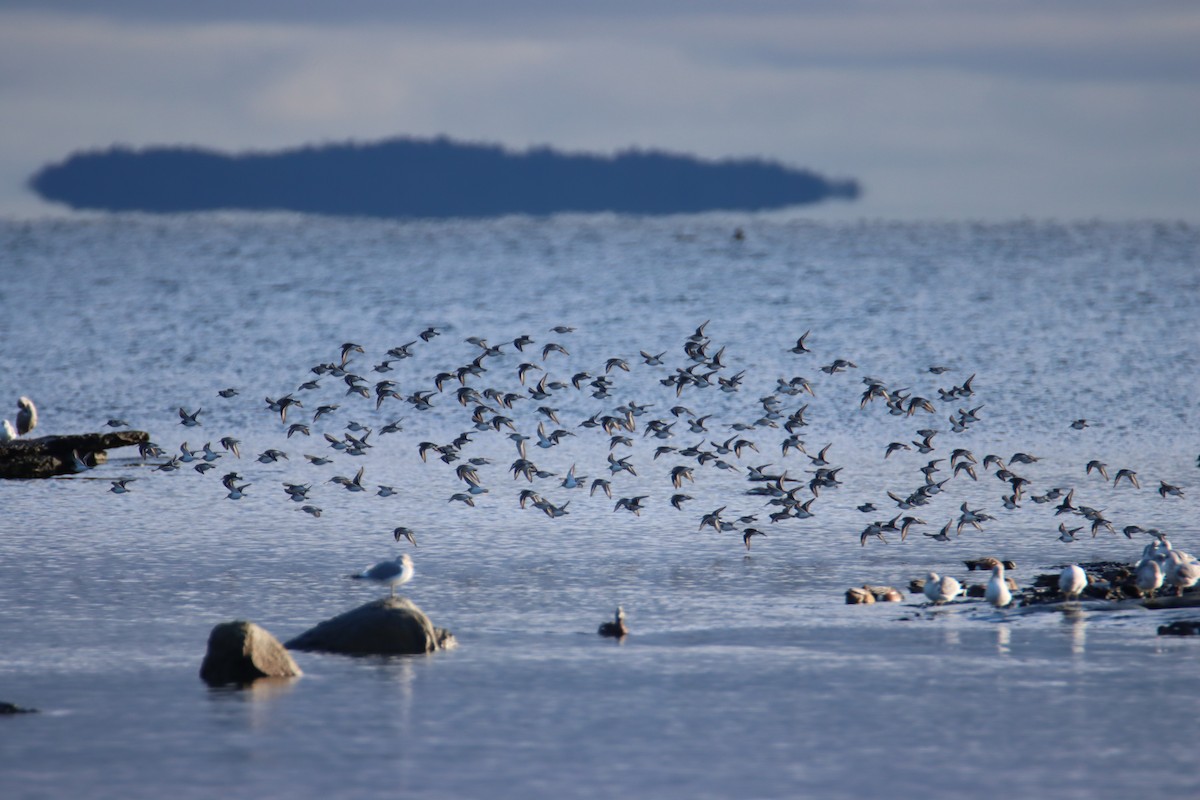 Dunlin - ML647544659