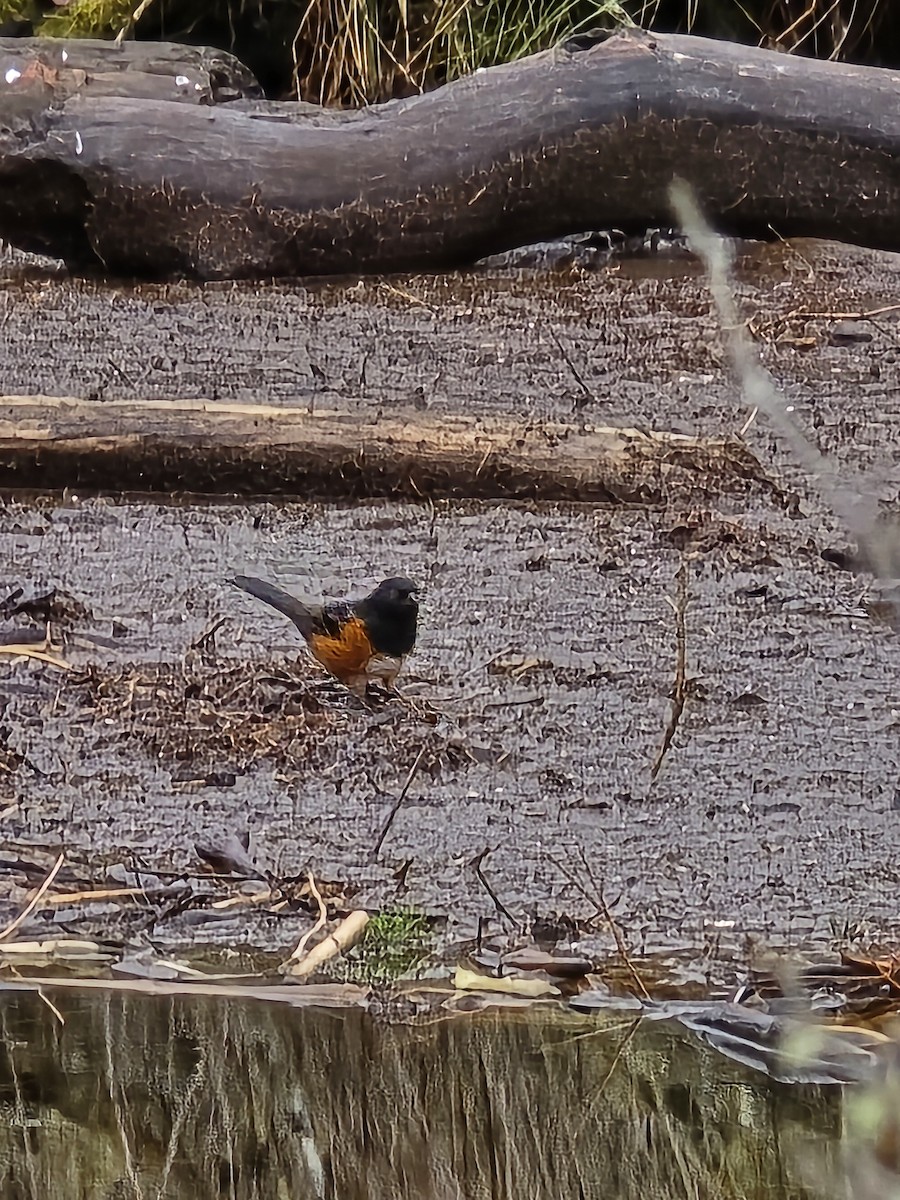 Spotted Towhee - ML647544660