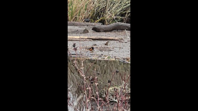 Spotted Towhee - ML647544661