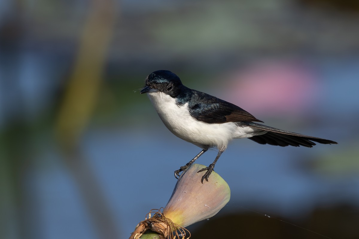 Paperbark Flycatcher - ML647544662