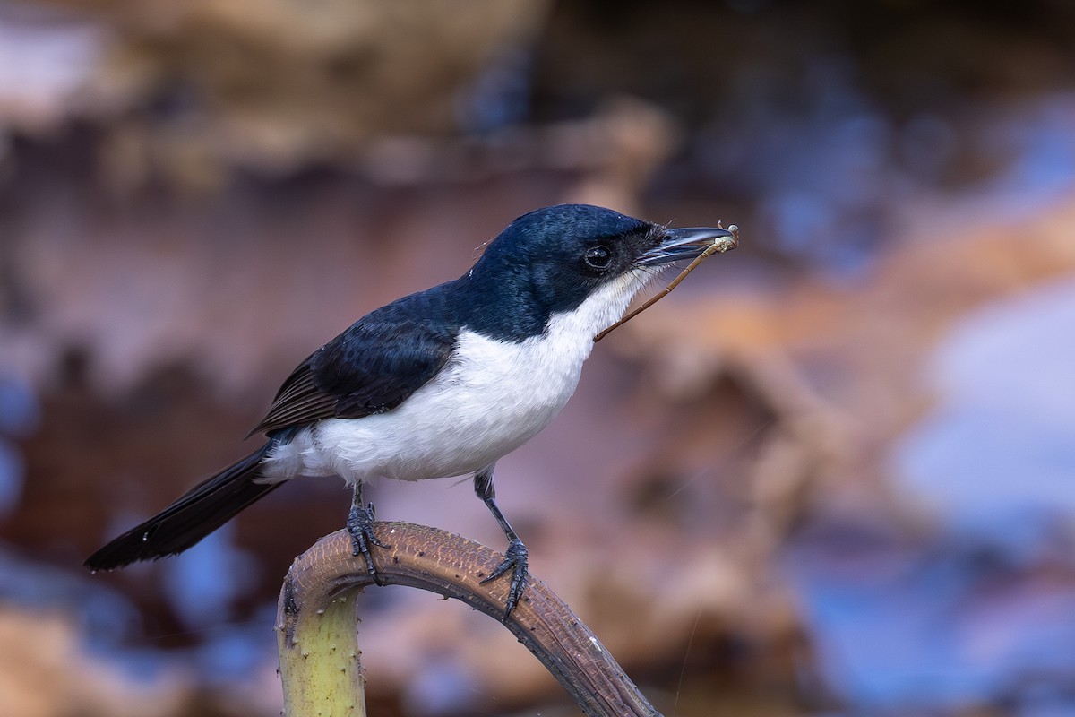 Paperbark Flycatcher - ML647544663