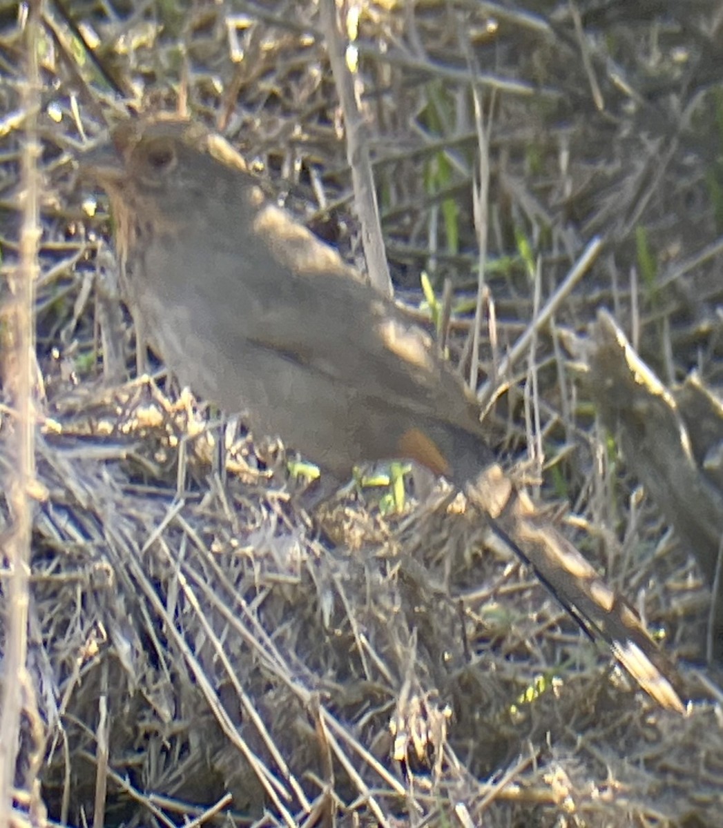 California Towhee - ML647544664