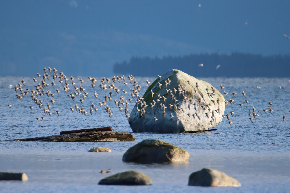 Dunlin - ML647544665