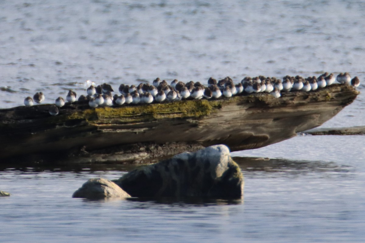 Dunlin - ML647544666