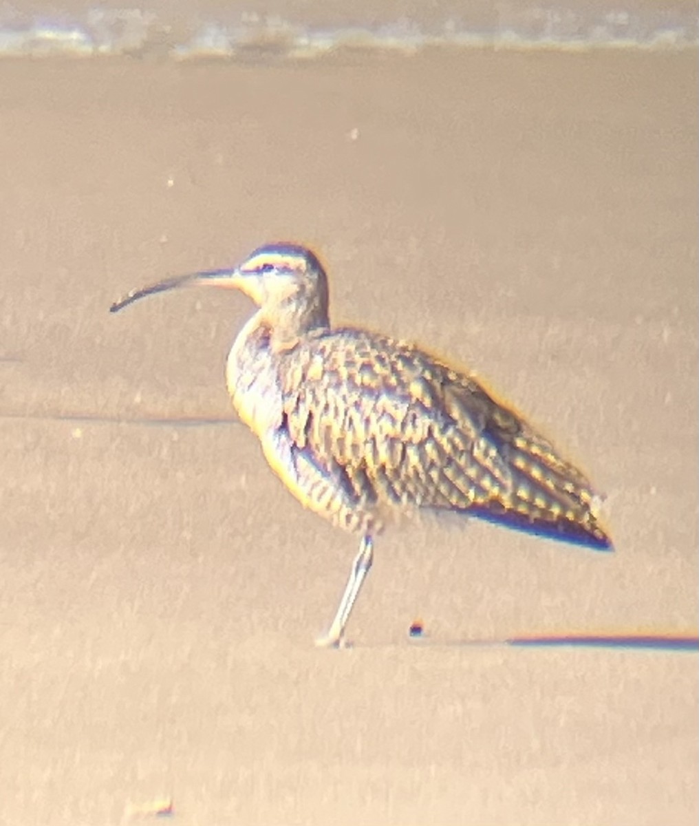 Hudsonian Whimbrel - ML647544677