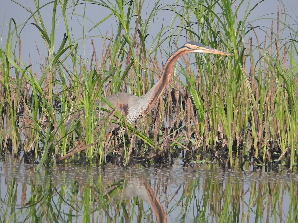 Purple Heron - ML647544678