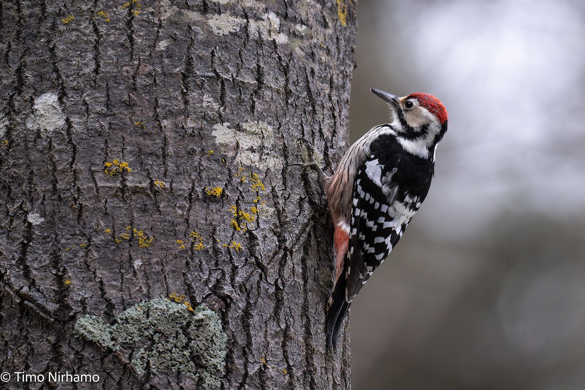 White-backed Woodpecker - ML647544683