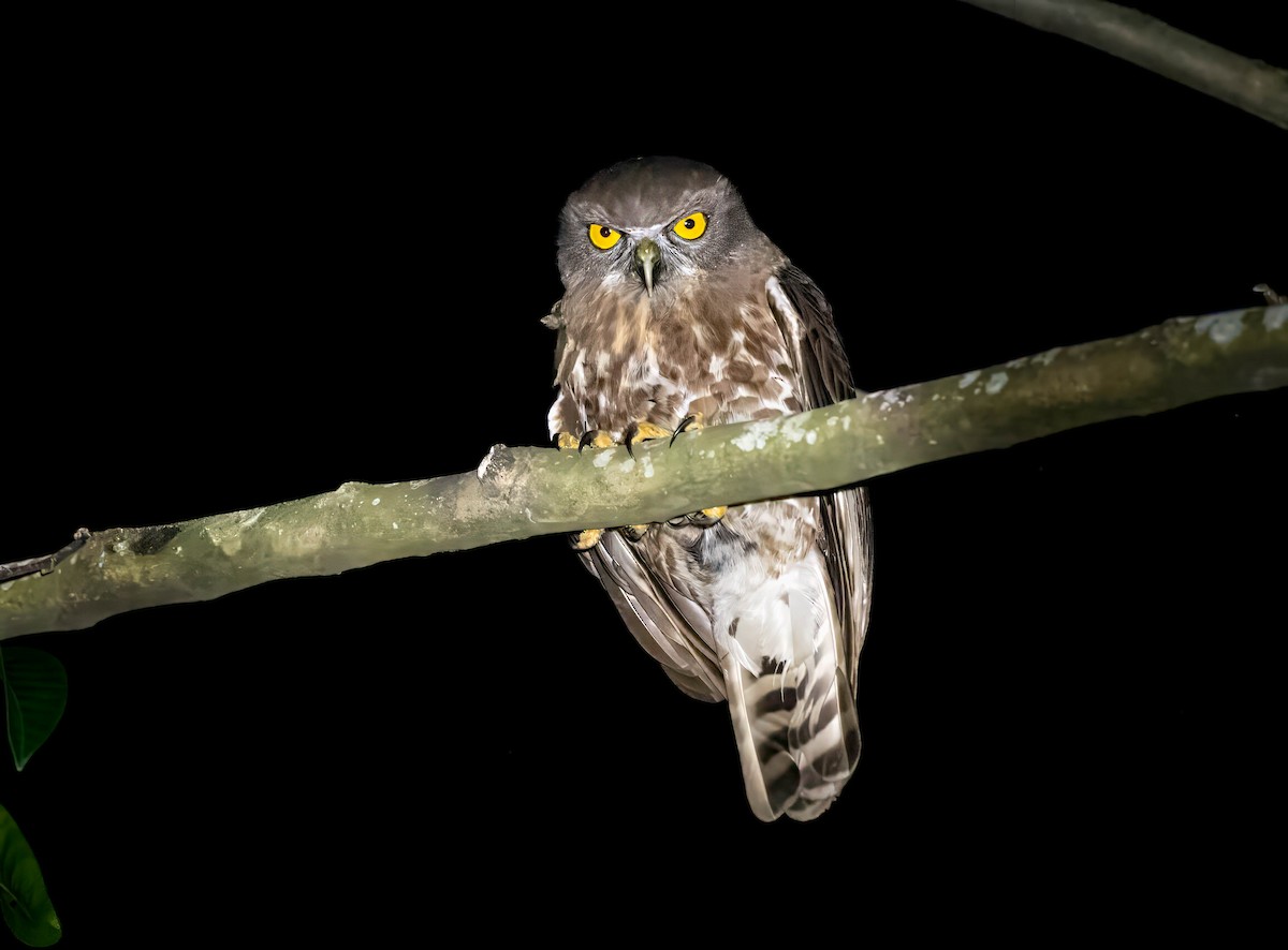 Brown Boobook - ML647544686