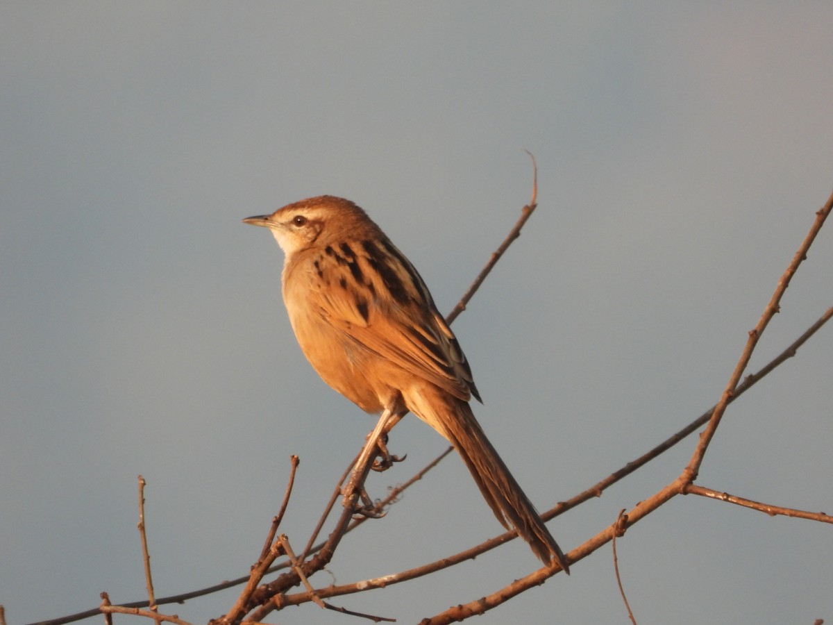 Striated Grassbird - ML647544687