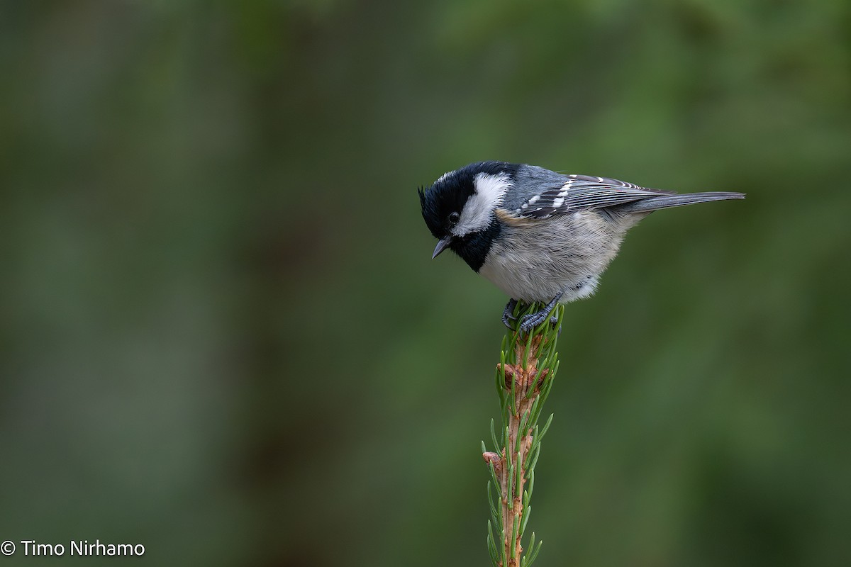 Coal Tit - ML647544688