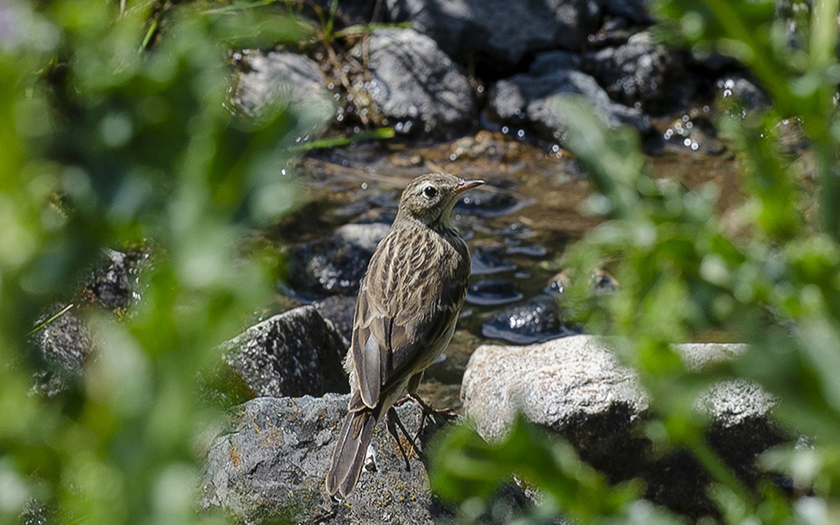 Water Pipit - ML647544689