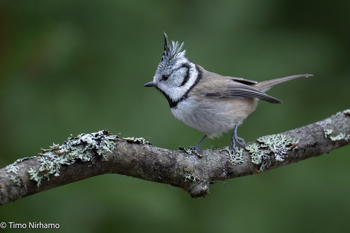 Crested Tit - ML647544690