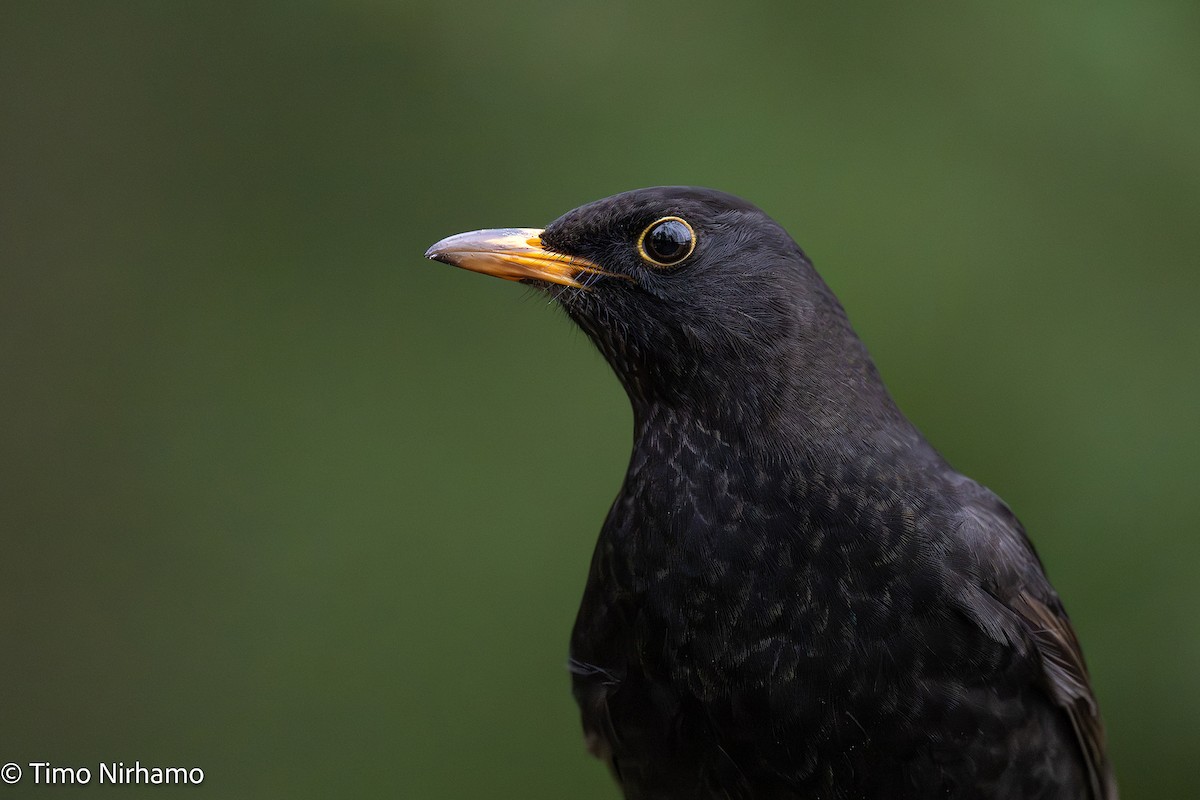 Eurasian Blackbird - ML647544691