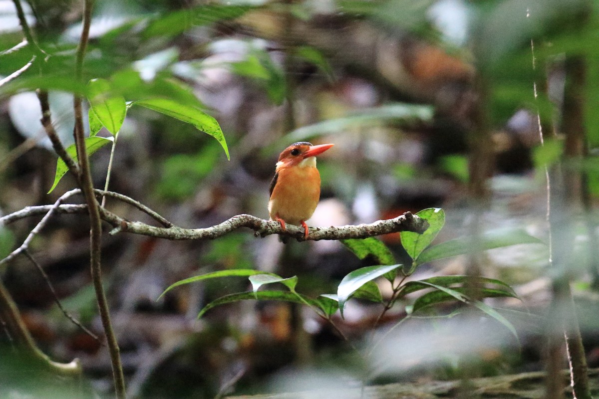 Sulawesi Dwarf-Kingfisher - ML647544692