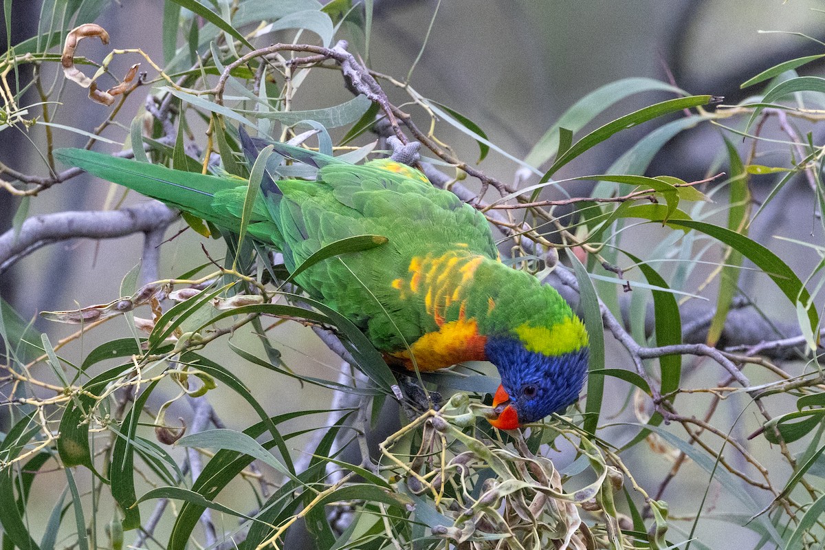 Rainbow Lorikeet - ML647544693