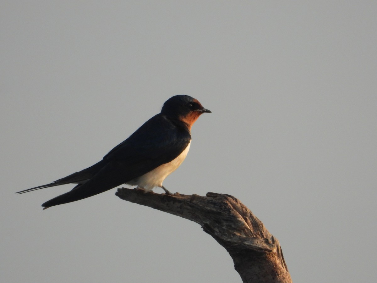 Barn Swallow - ML647544695