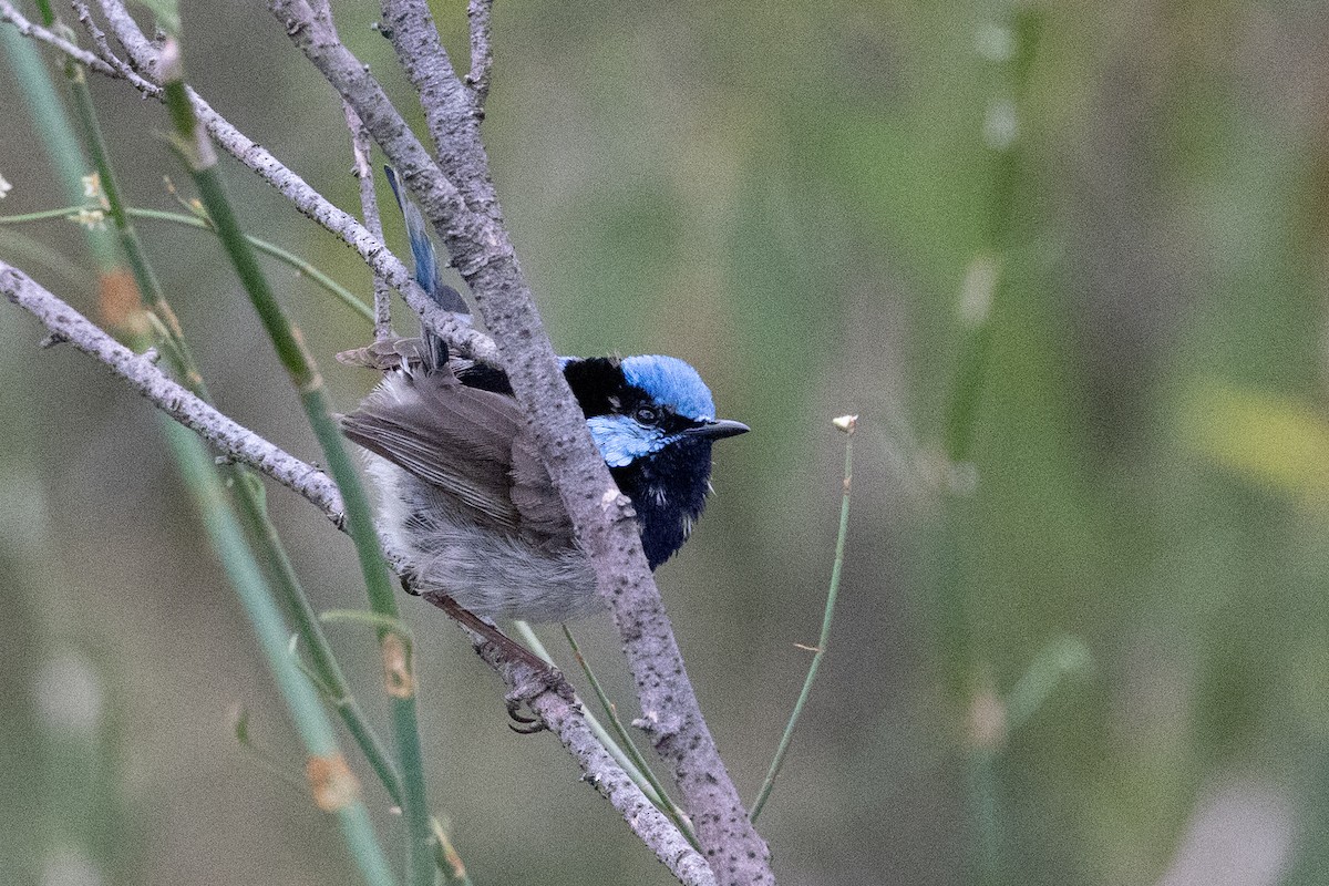Superb Fairywren - ML647544697