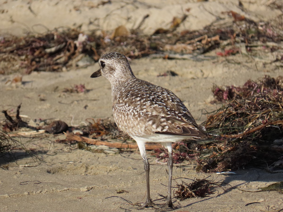Black-bellied Plover - ML647544699