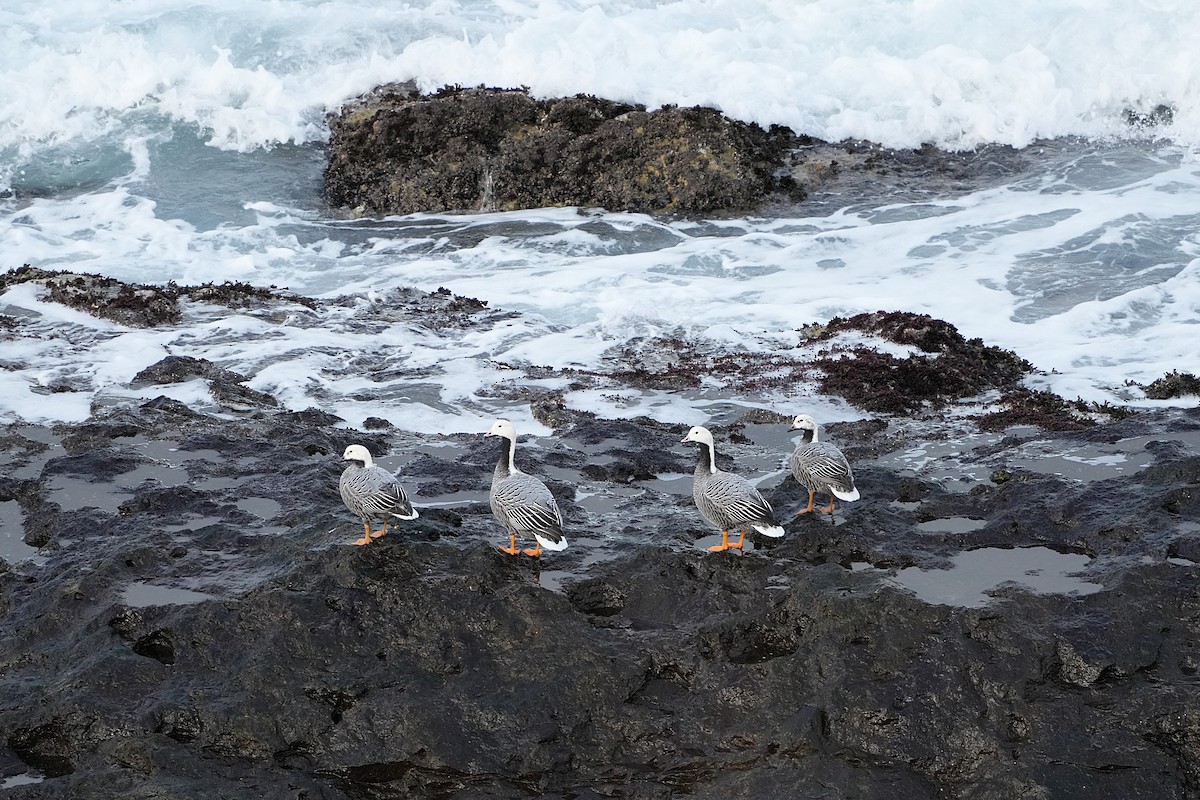 Emperor Goose - ML647544700