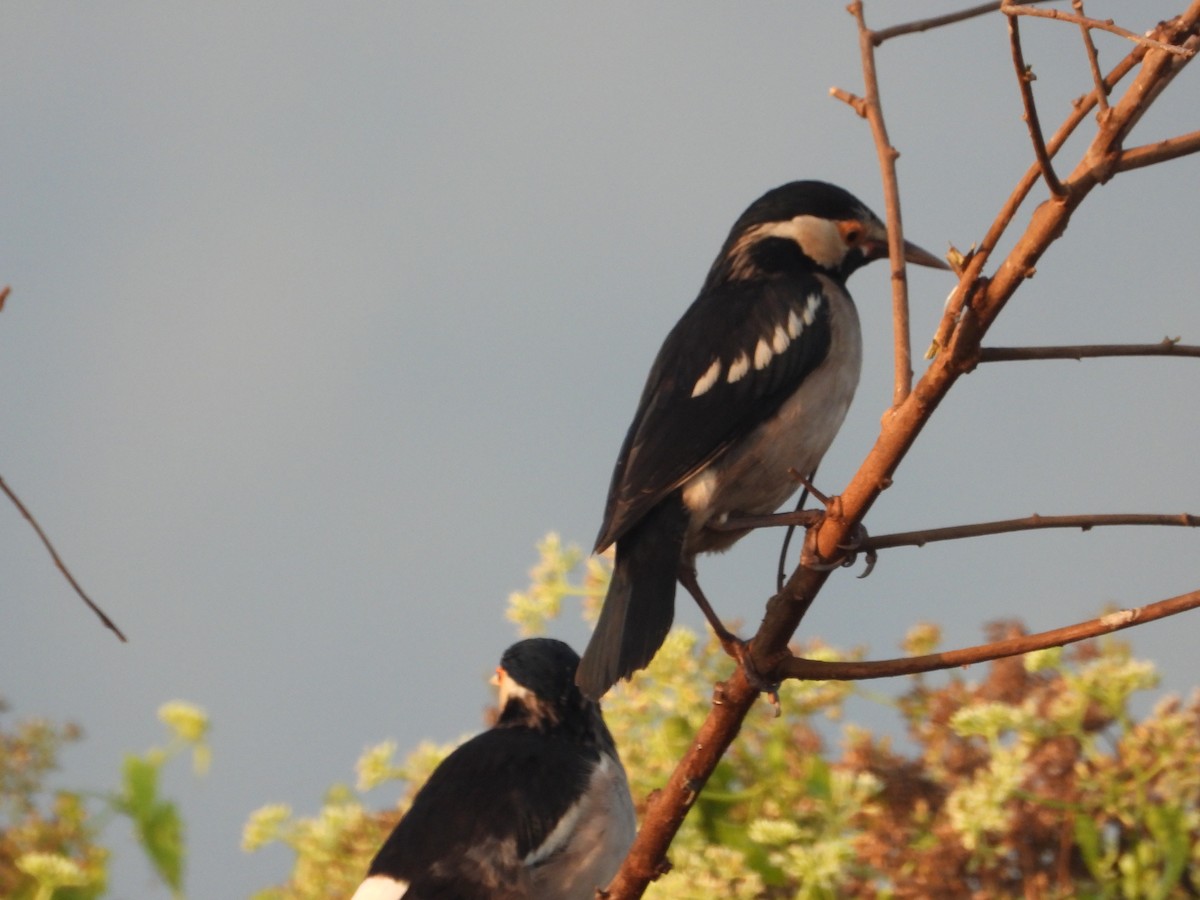 Indian Pied Starling - ML647544701