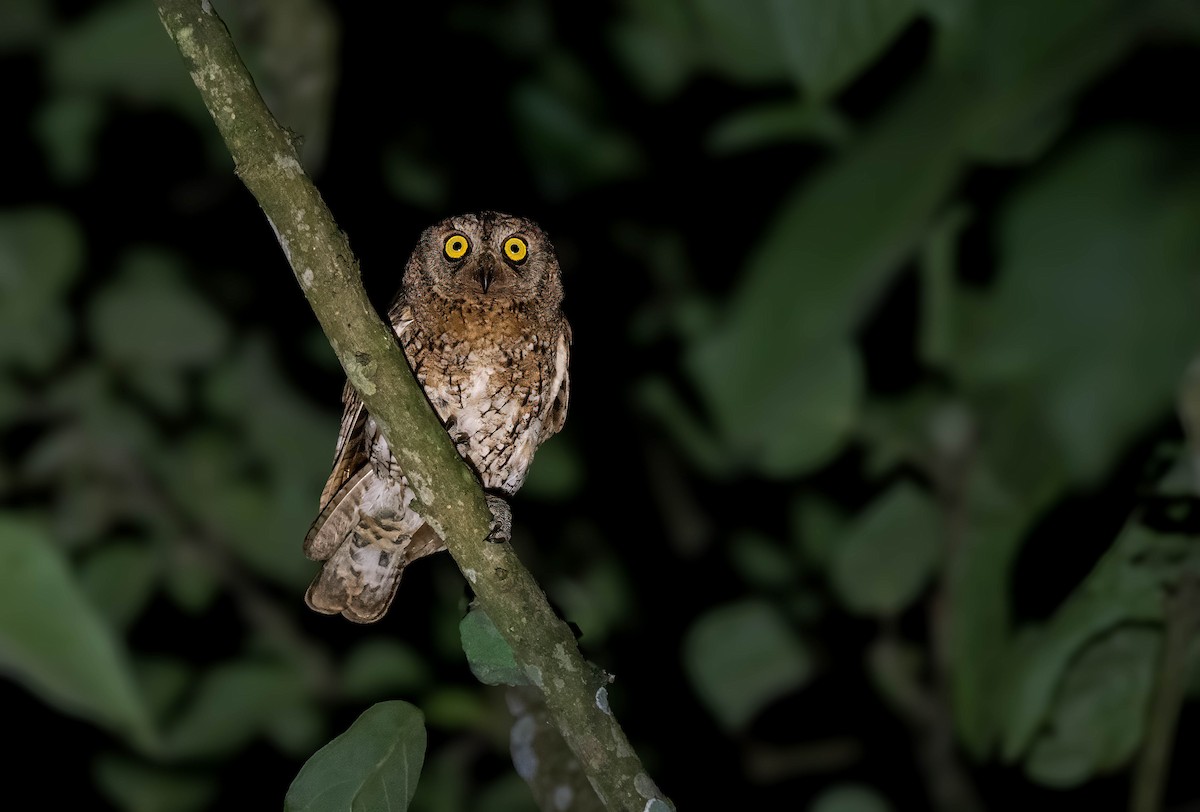 Oriental Scops-Owl - ML647544702