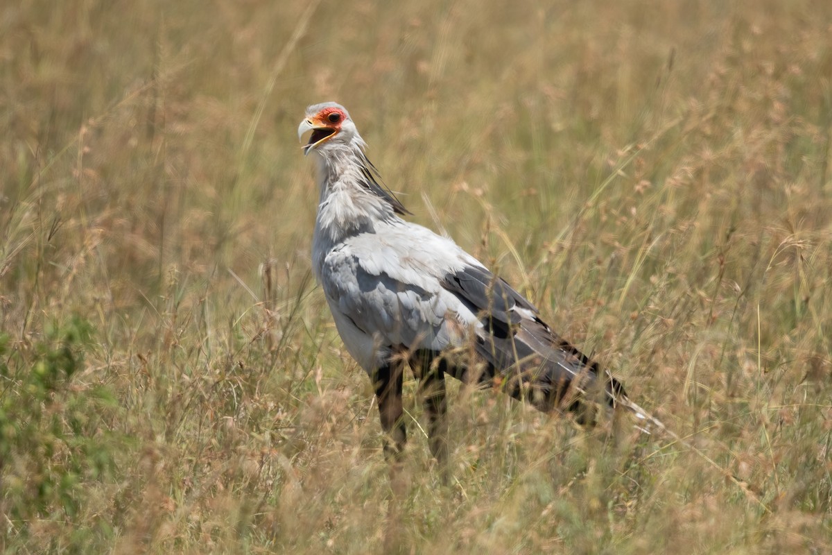 Secretarybird - ML647544703