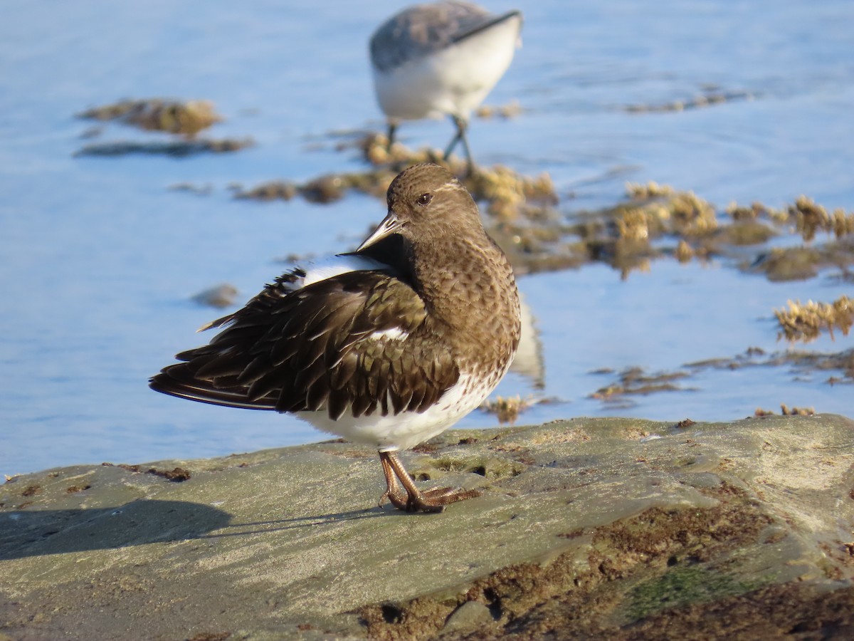 Black Turnstone - ML647544704