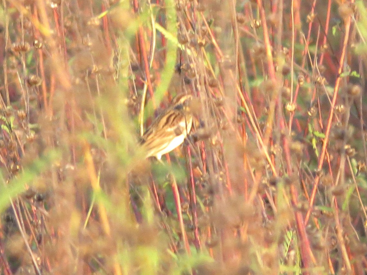 Yellow-breasted Bunting - ML647544705
