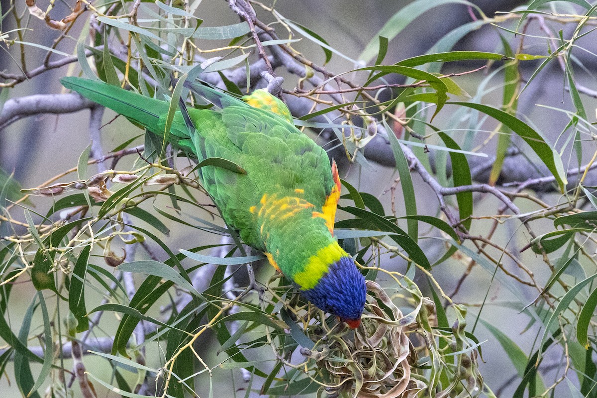 Rainbow Lorikeet - ML647544706