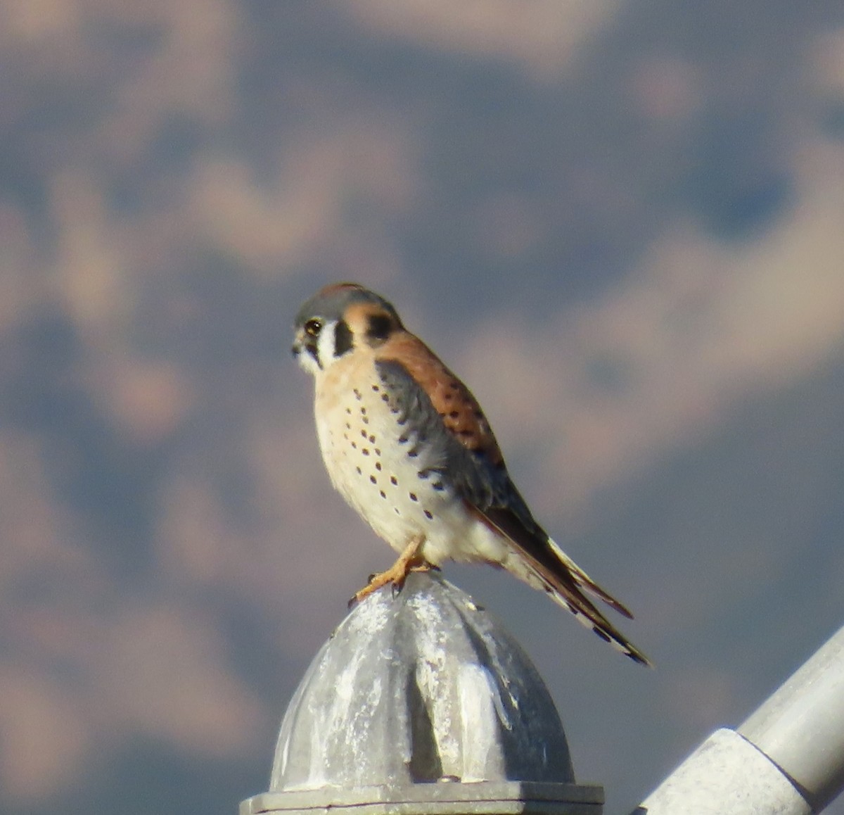 American Kestrel - ML647544707