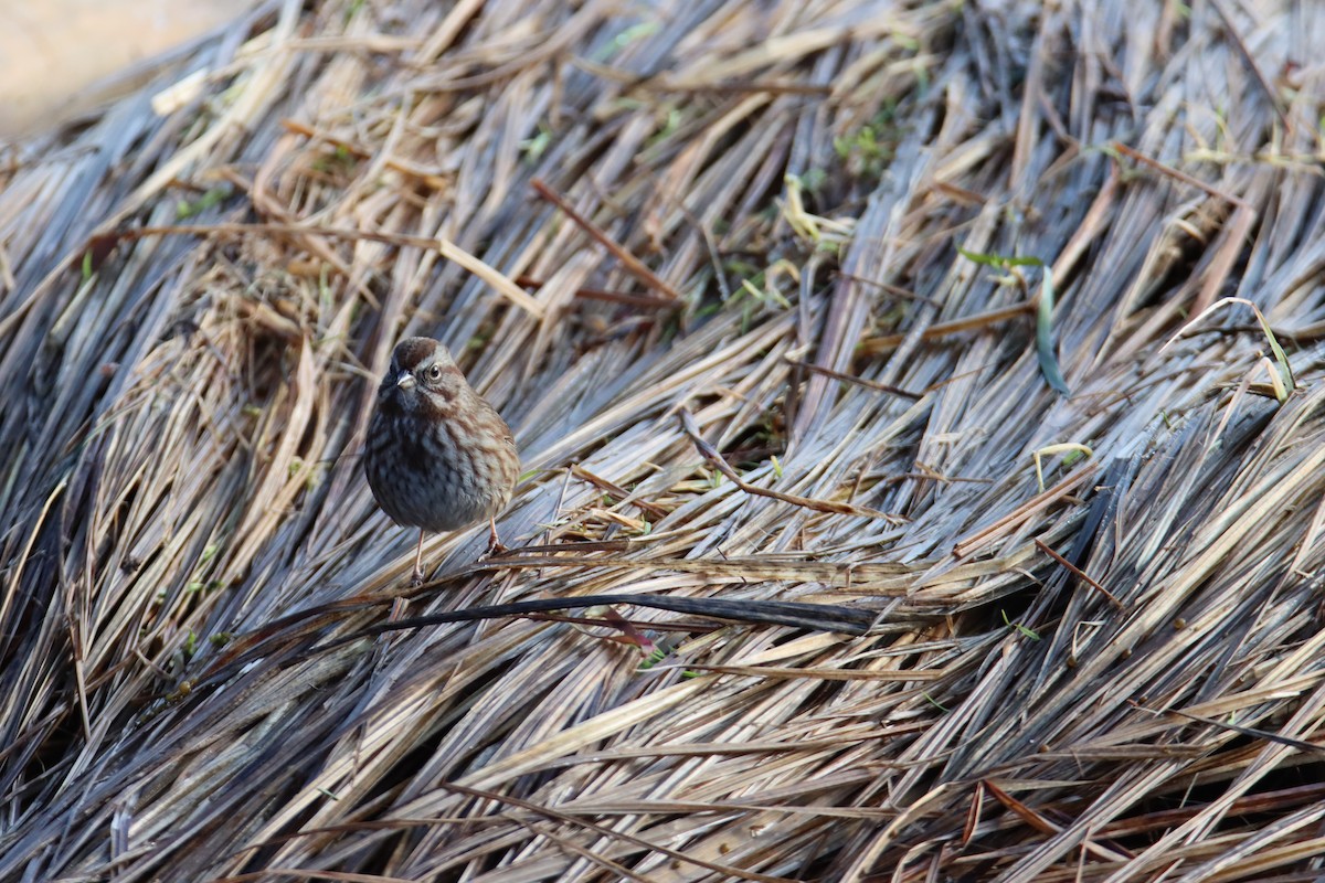 Song Sparrow - ML647544708