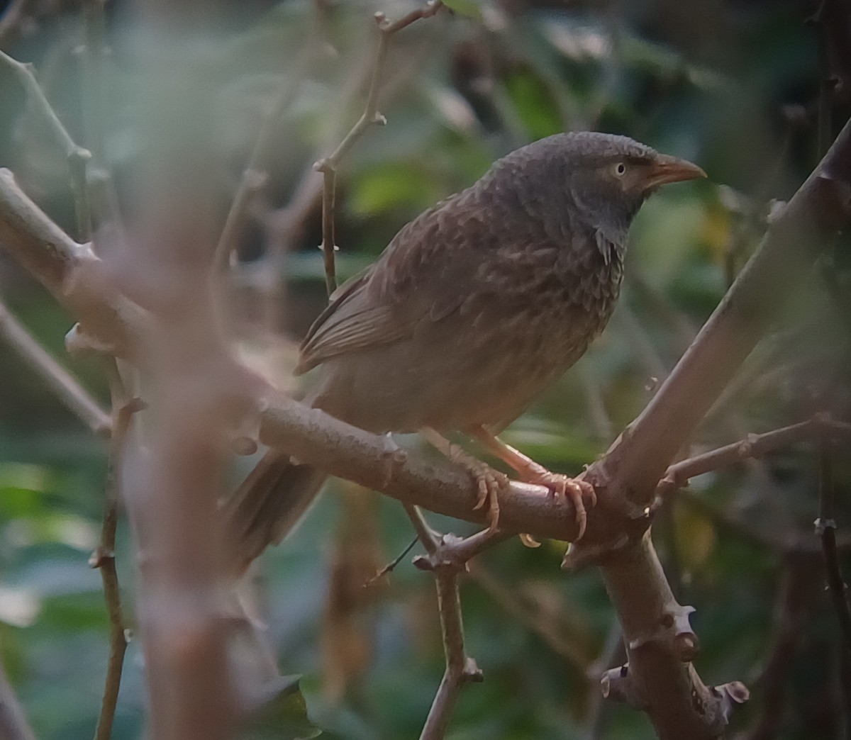 Jungle Babbler - ML647544709