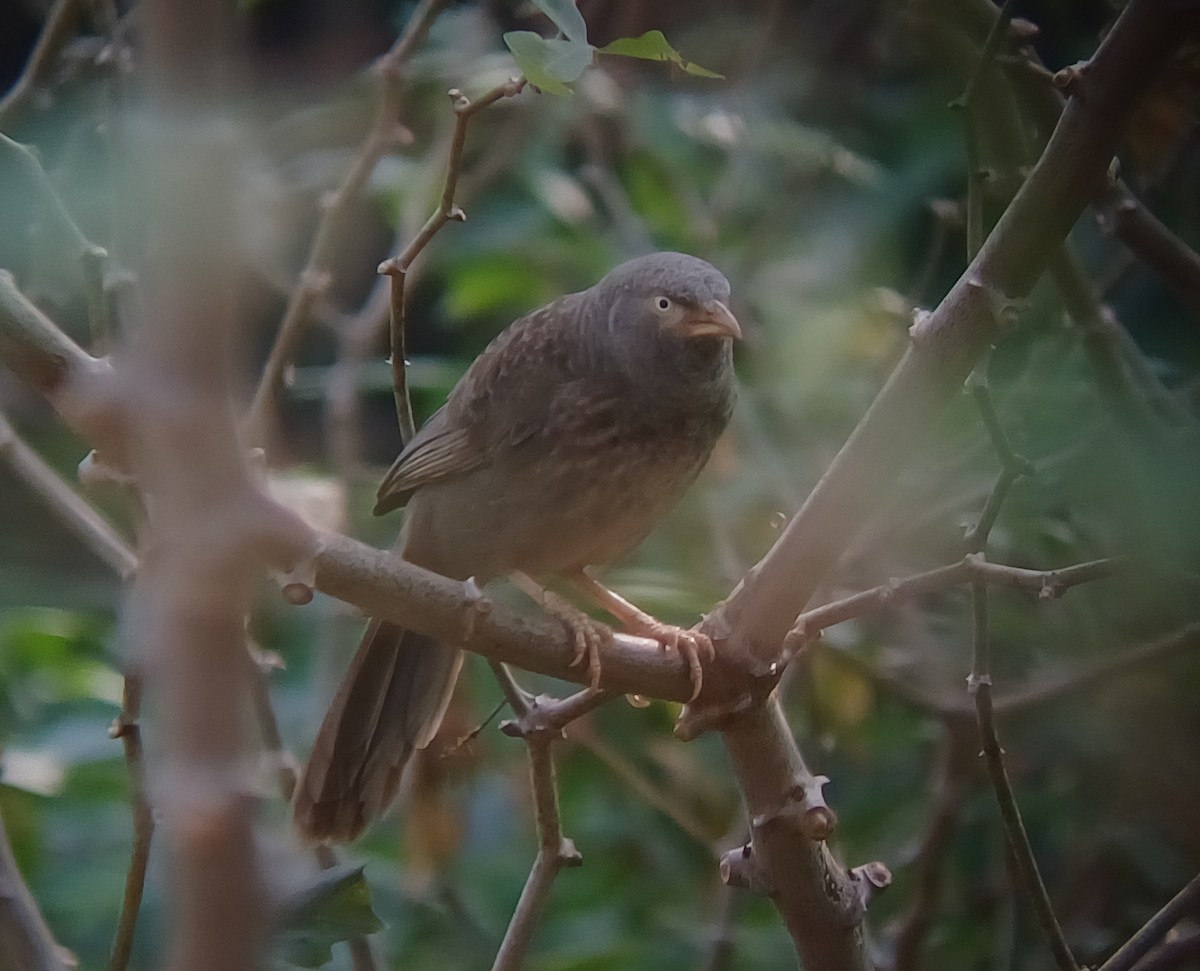Jungle Babbler - ML647544710