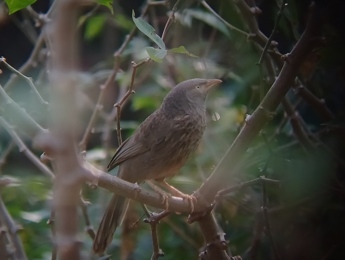 Jungle Babbler - ML647544711