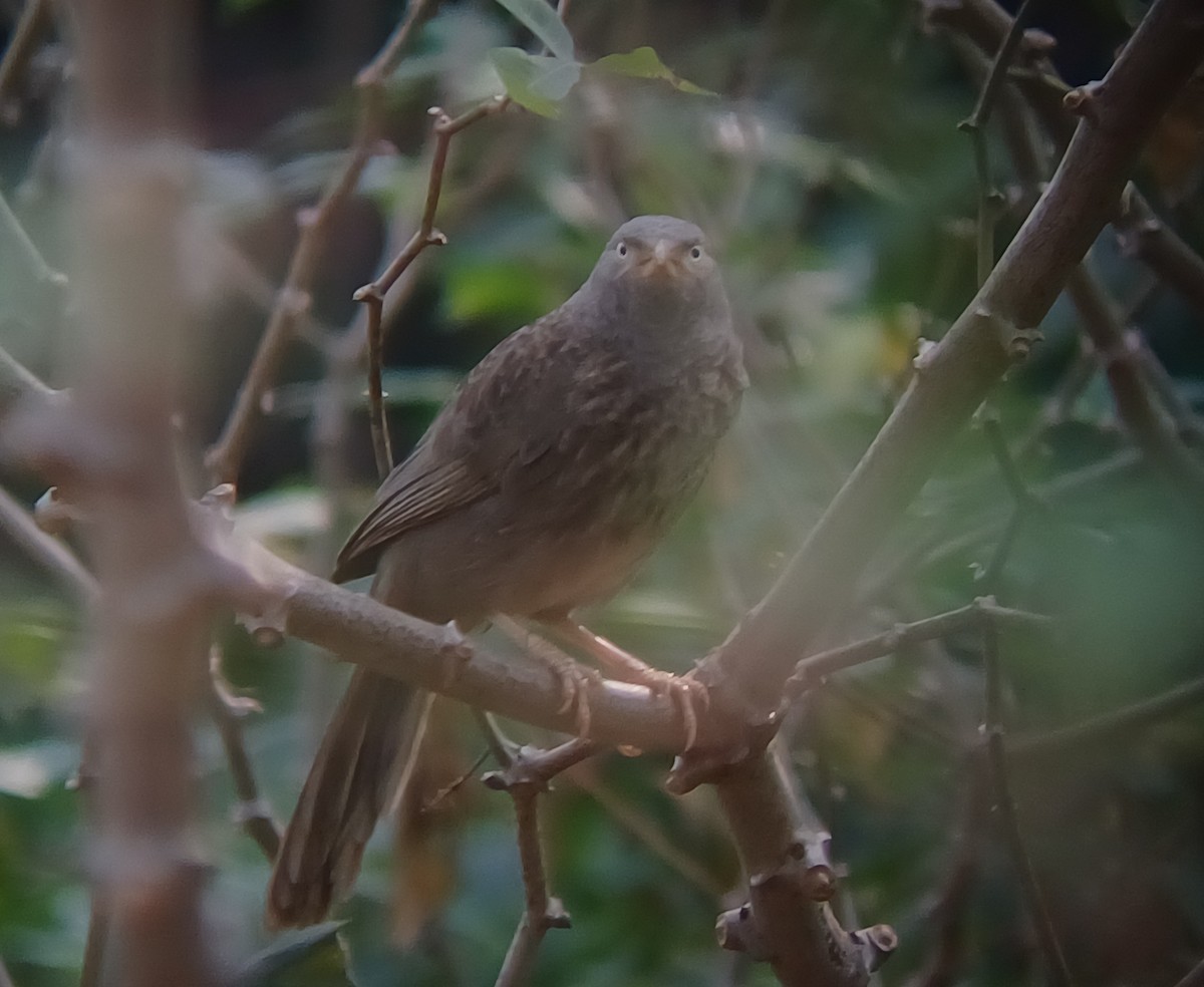 Jungle Babbler - ML647544712