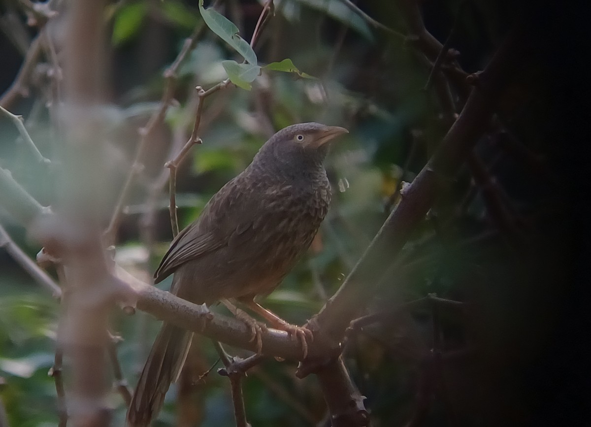 Jungle Babbler - ML647544713