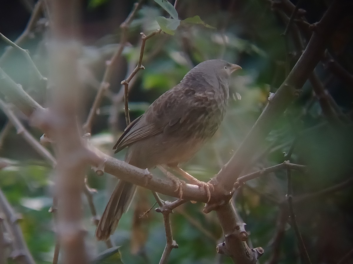 Jungle Babbler - ML647544714