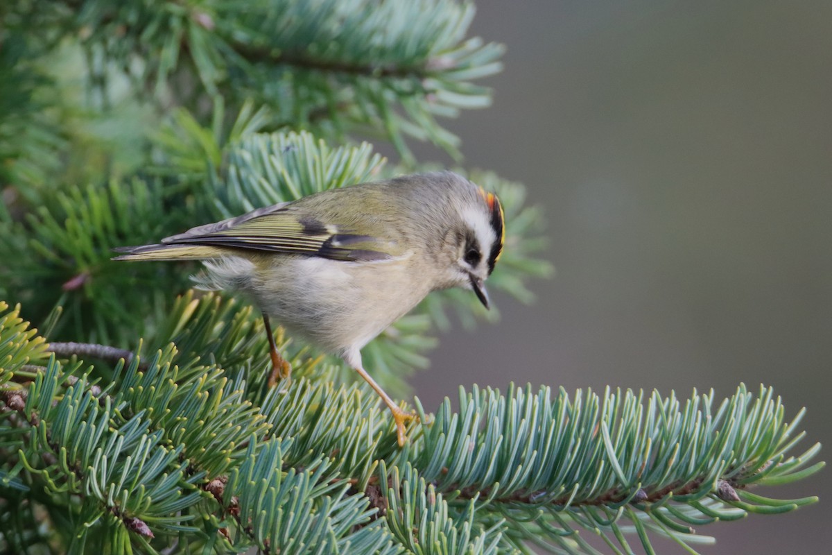 Golden-crowned Kinglet - ML647544716