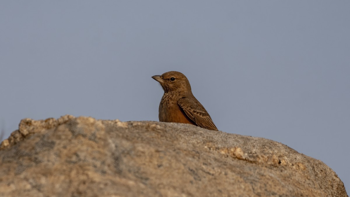 Rufous-tailed Lark - ML647544717