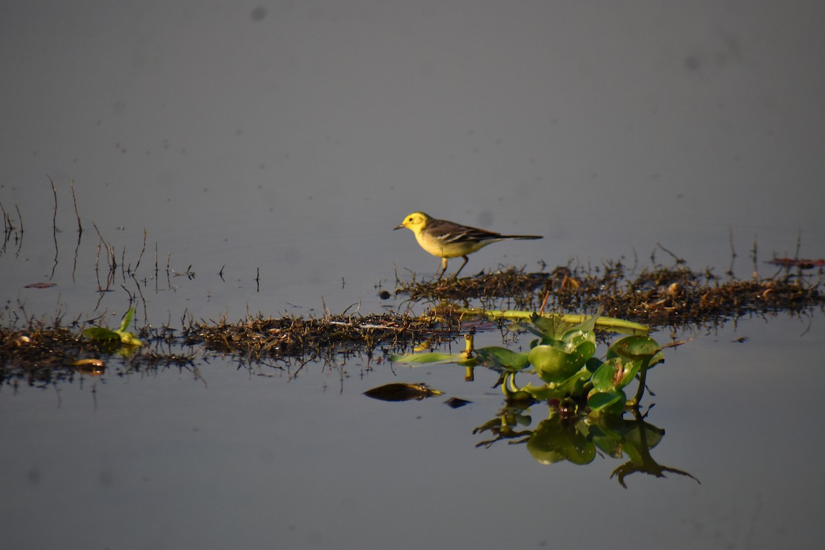 Zitronenstelze - ML647544728