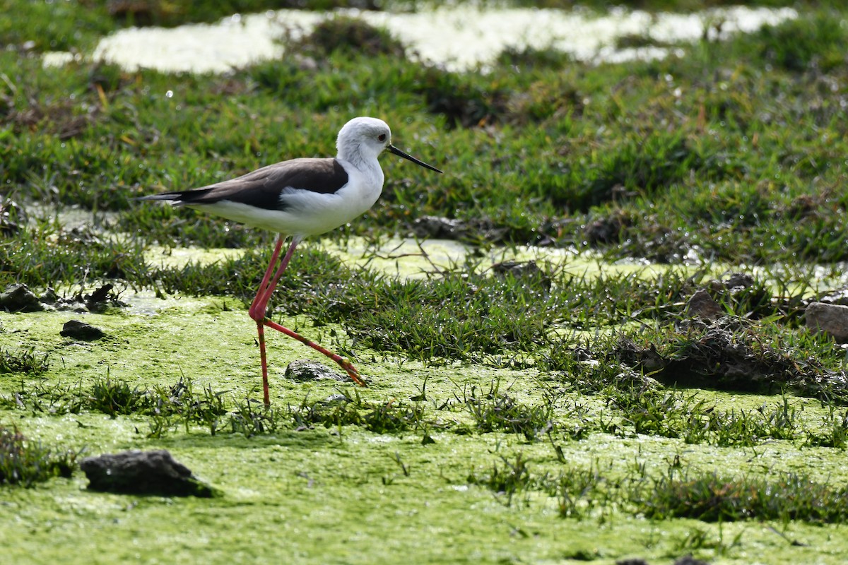 Black-winged Stilt - ML647544734
