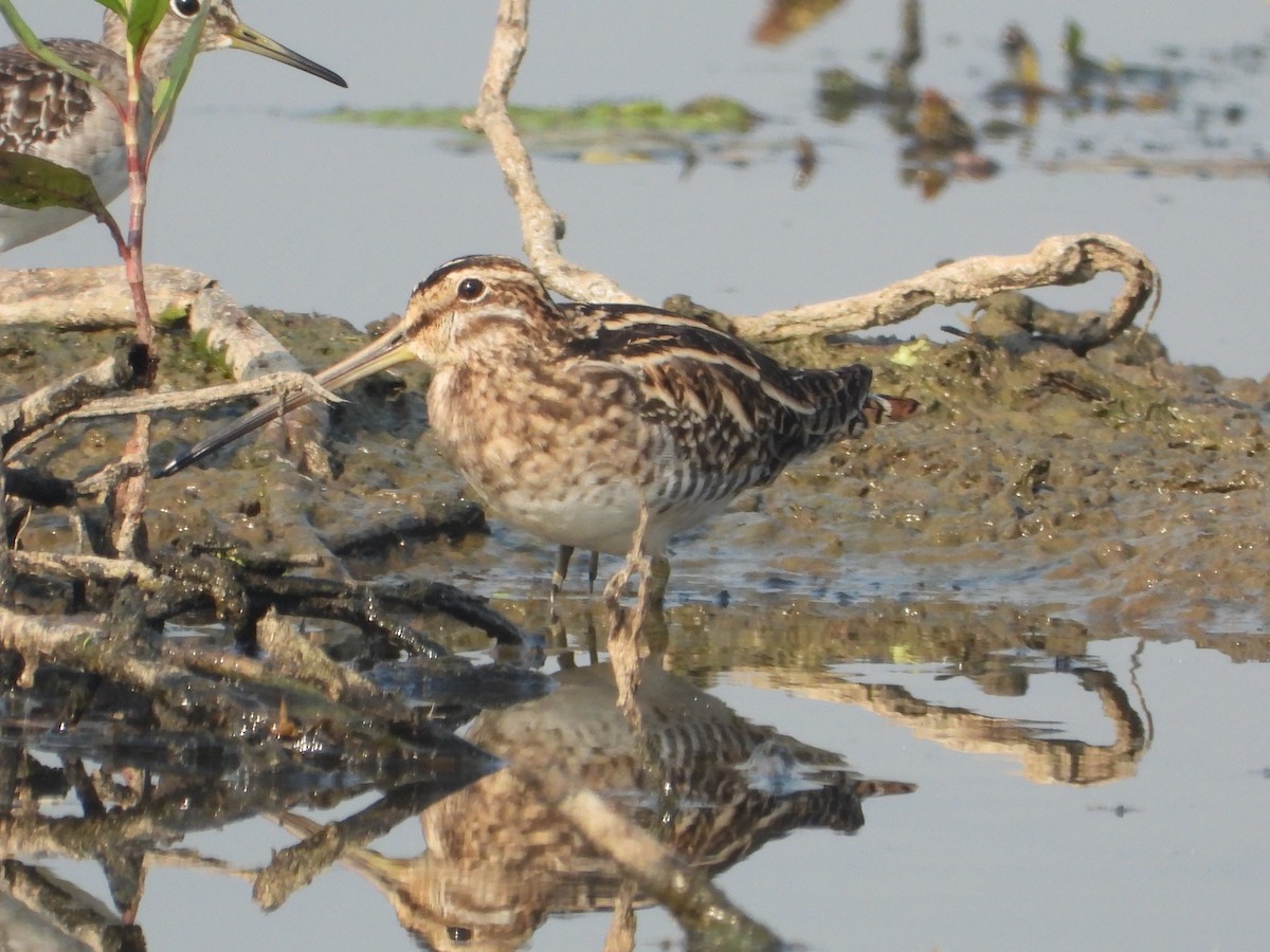 חרטומית ביצות - ML647544737