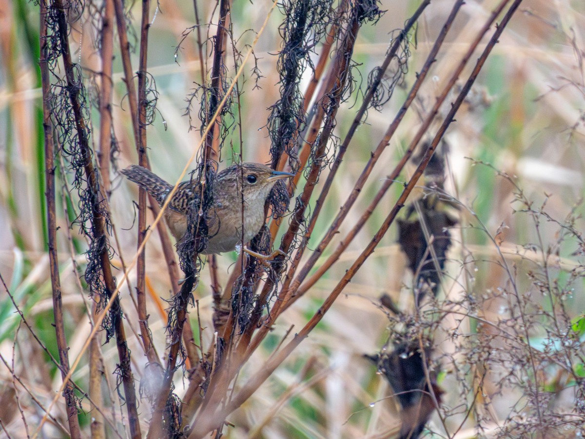 Sedge Wren - ML647544738